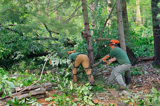 Reliable Terre Du Lac, MO Tree Service Solutions